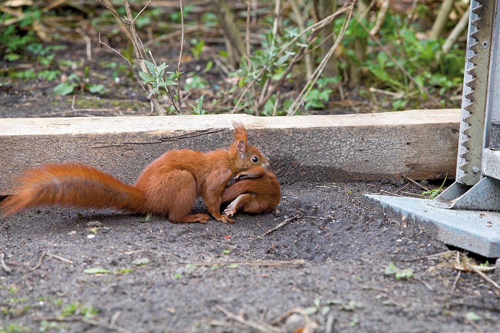 Eichhörnchen mit Jungem