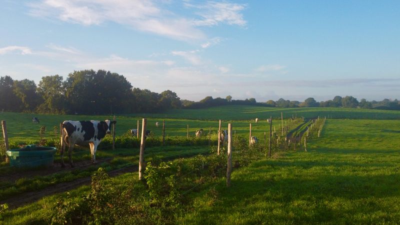 Gegen die Dürre: Die Kühe des Landmilch-Hofs werden künftig zwischen Bäumen weiden.