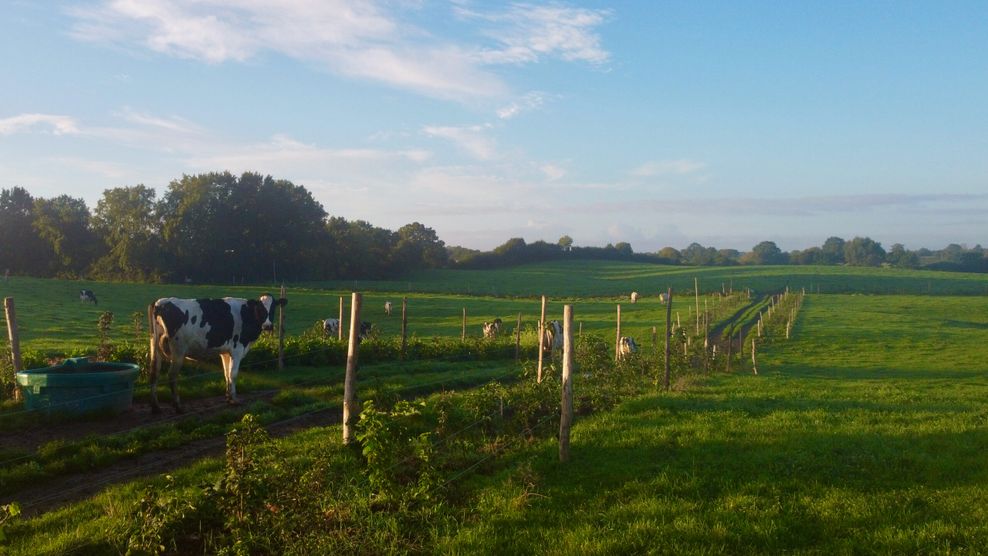 Gegen die Dürre: Die Kühe des Landmilch-Hofs werden künftig zwischen Bäumen weiden.