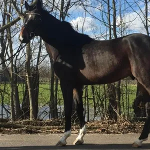 entwendeter Hengst