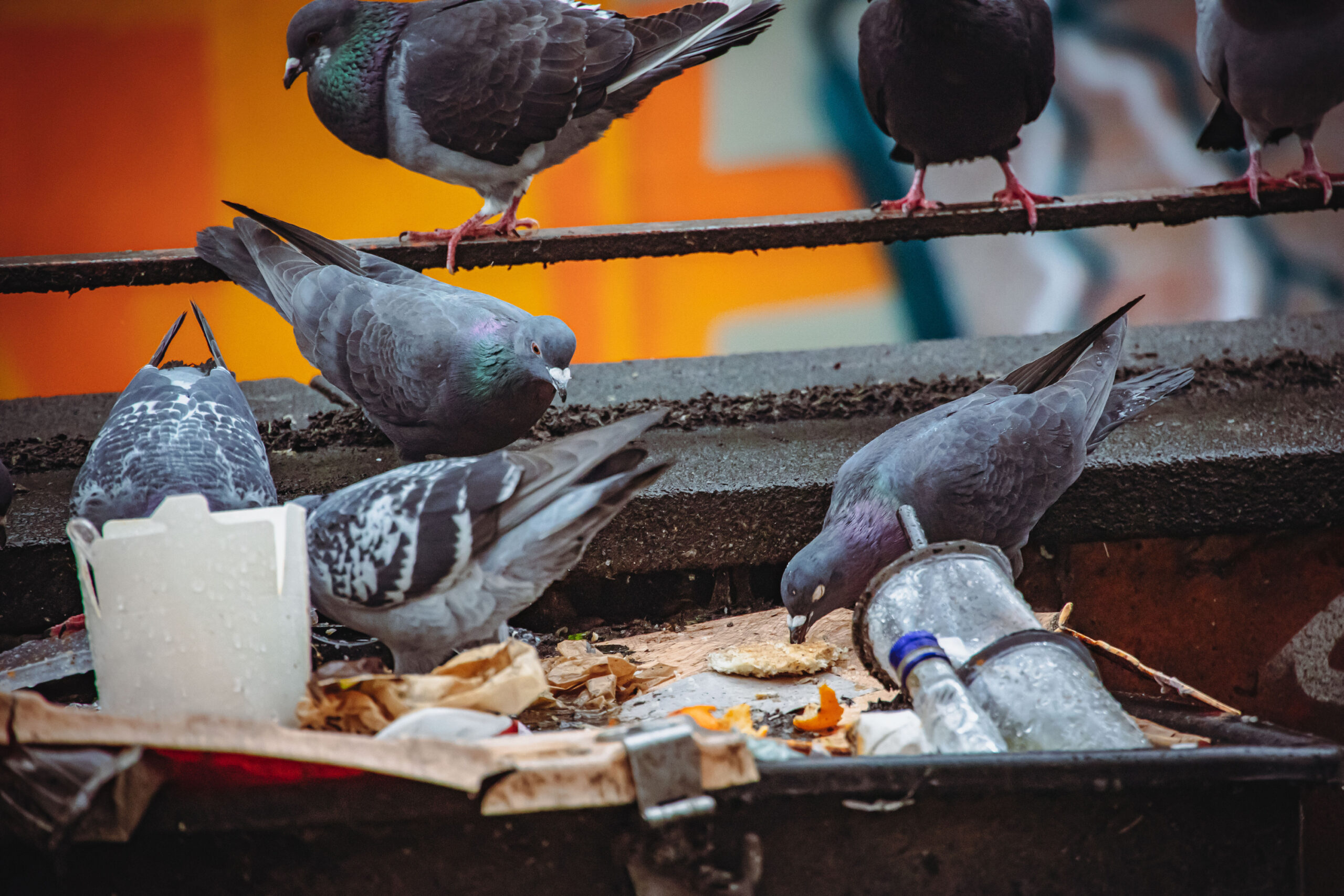 Hunderte Tauben sind am Hamburger Hauptbahnhof täglich auf der Suche nach Nahrung.