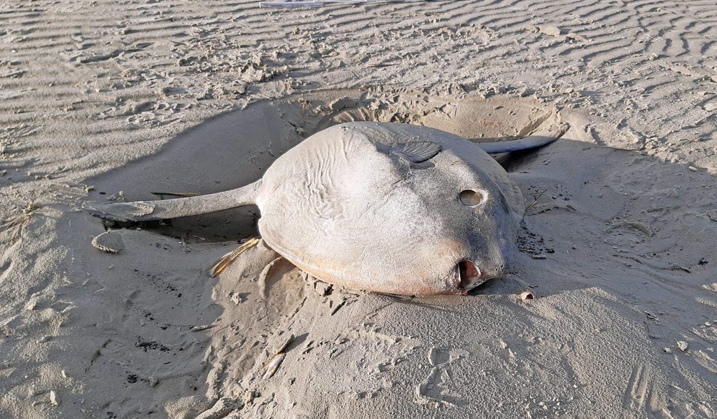 Mondfisch am Strand von Juist