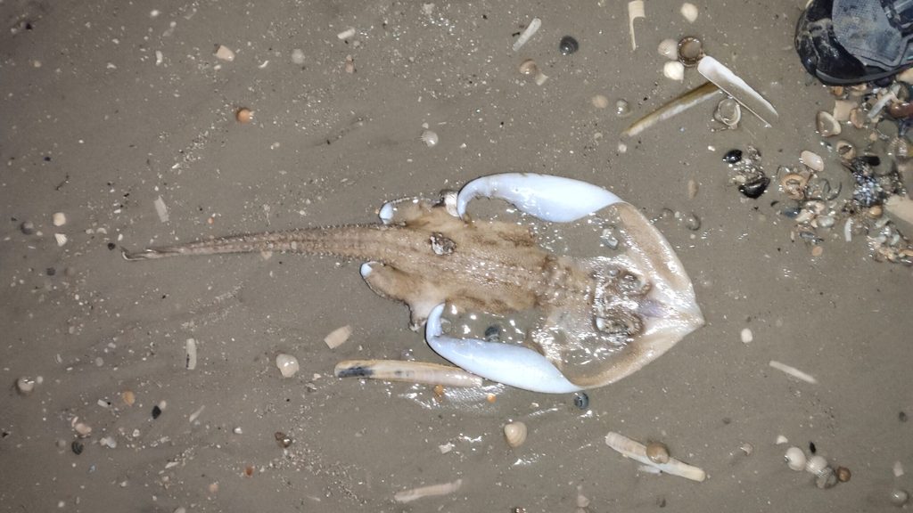 Sternrochen auf Baltrum