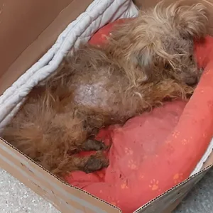 Der alte, kranke Hund wurde zum Sterben an der Raststätte Stillhorn ausgesetzt.