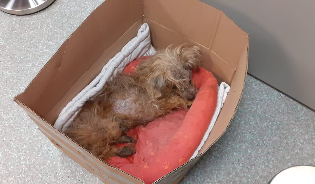 Der alte, kranke Hund wurde zum Sterben an der Raststätte Stillhorn ausgesetzt.