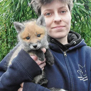 Tierpflegerin Marie Töllner trägt einen sechs Wochen jungen Fuchs.