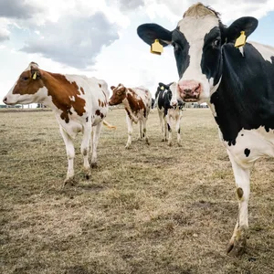 Abgemagerte Kühe aus Schleswig-Holstein im Dürrejahr 2018.