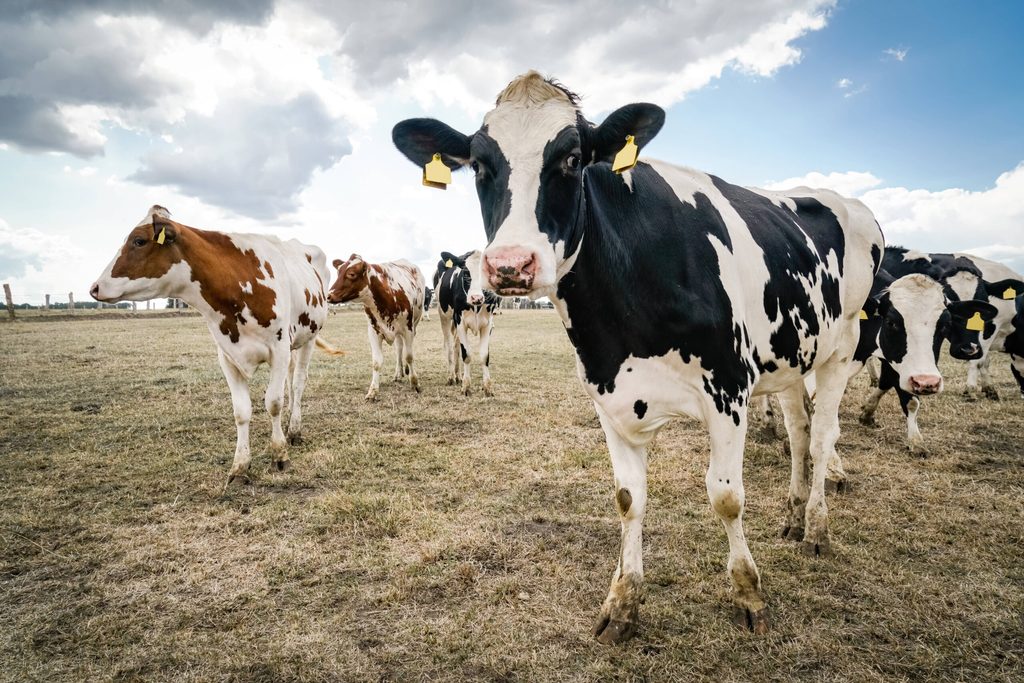 Abgemagerte Kühe aus Schleswig-Holstein im Dürrejahr 2018.