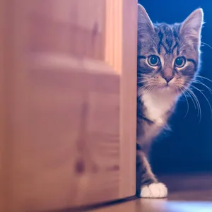 Katze