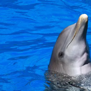 Delfin