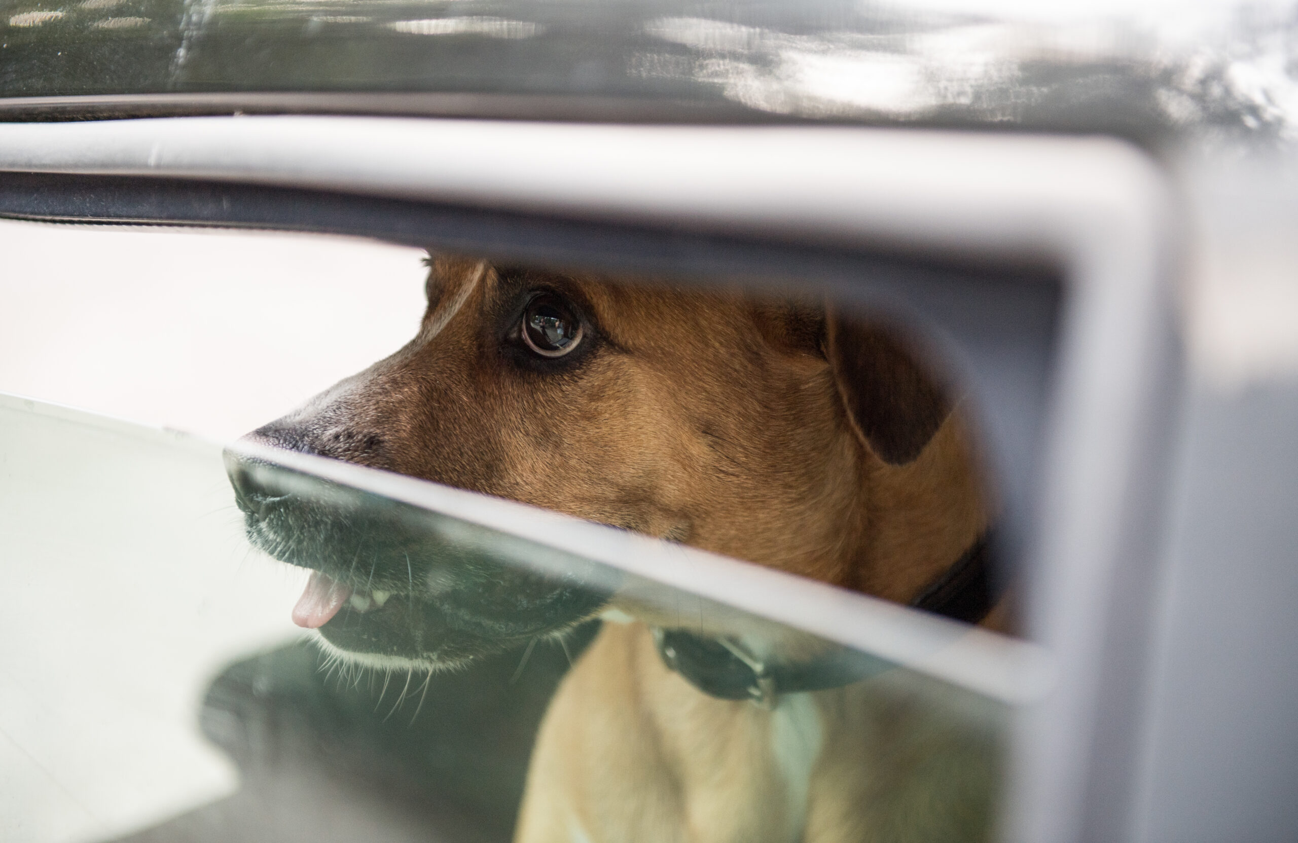 Ein Hund sitzt bei Hitze im Auto (Symbolfoto)