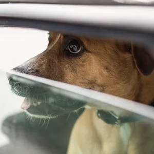 Ein Hund sitzt bei Hitze im Auto (Symbolfoto)