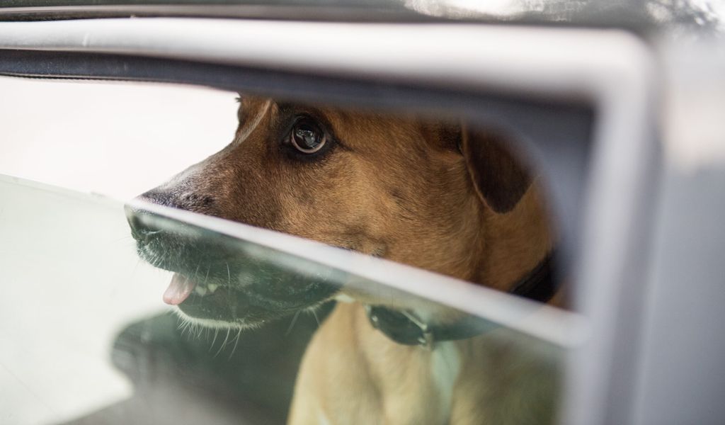 Ein Hund sitzt bei Hitze im Auto (Symbolfoto)