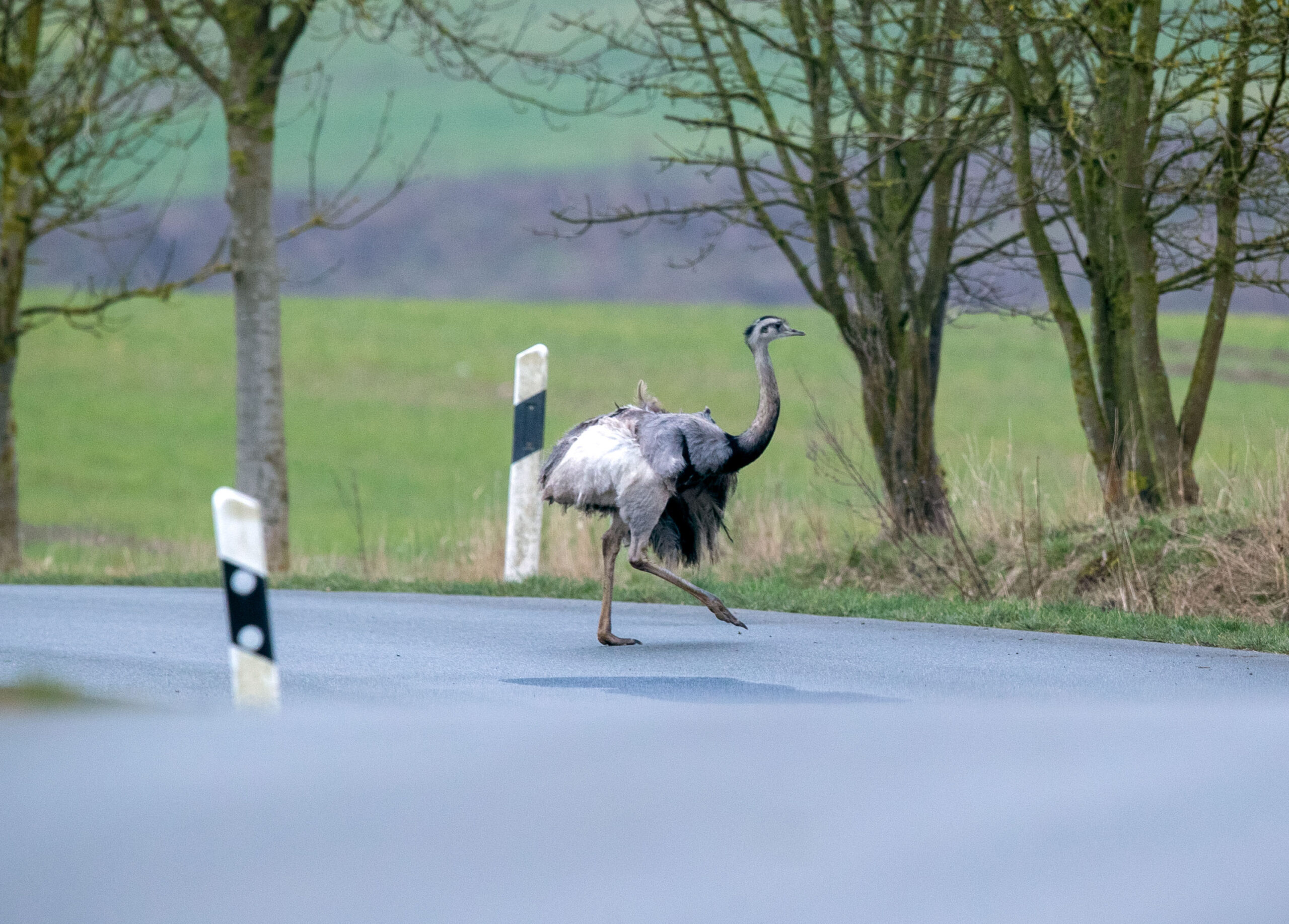 Ein Nandu läuft über eine Straße in der Schaalsee-Region