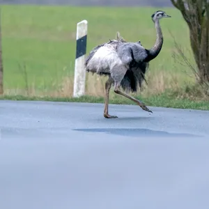 Ein Nandu läuft über eine Straße in der Schaalsee-Region