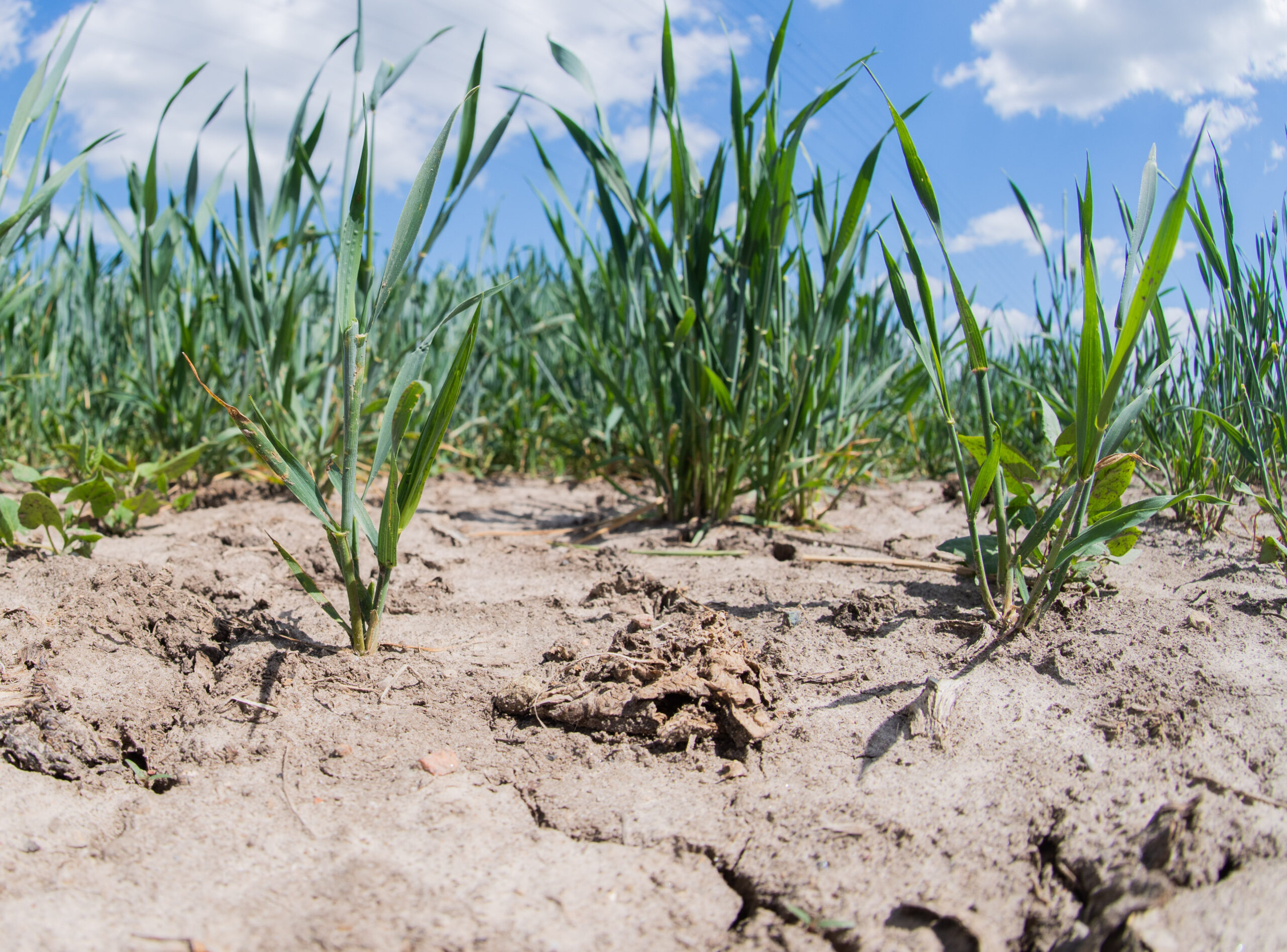 Niedersachsens Landwirte befürchten, dass sich die anhaltende Trockenheit negativ auf die Ernte auswirkt. (Symbolbild)