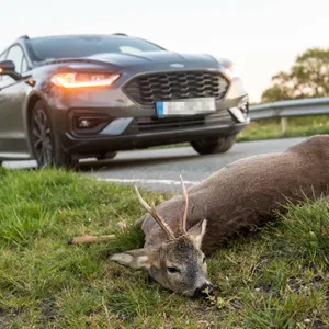 Unfälle auf A20 bei Tessin wegen Wildwechsel – zwei Schwerverletzte