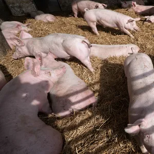 Schweine liegen in der Bucht eines Stalls. (Symbolbild)