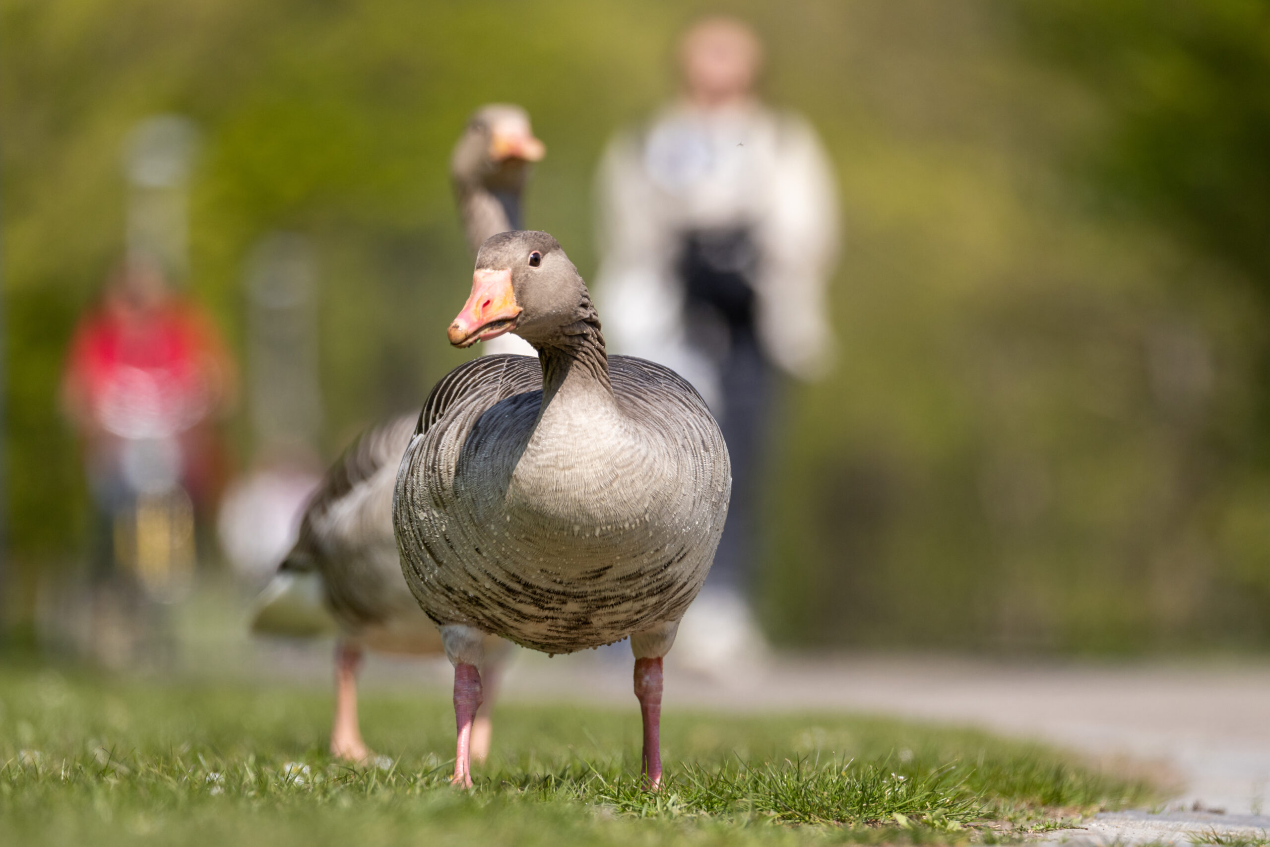 Gans