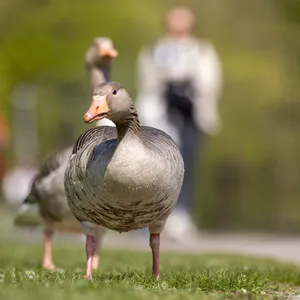Gans
