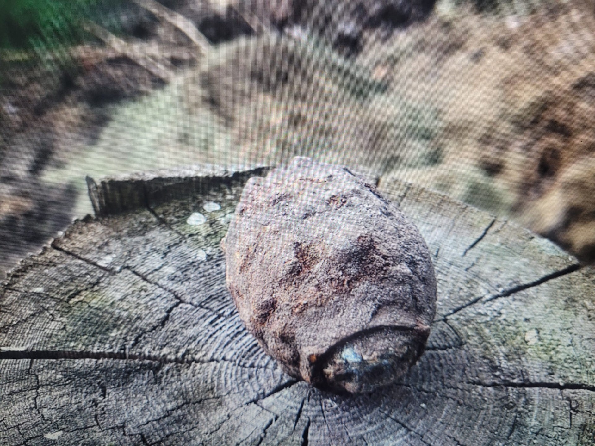 Die gefundene Handgranate liegt auf einem Baumstumpf.