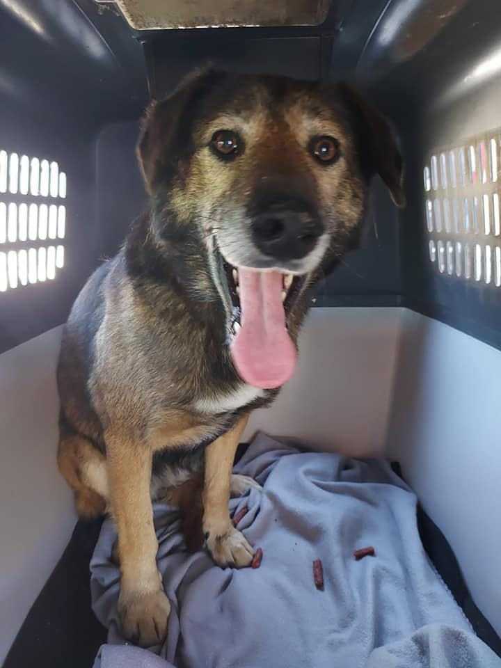 Hündin Leya in einer Transportbox. Das Tier war nach Angaben der Tiersuchhilfe von Köln bis Hamburg gelaufen
