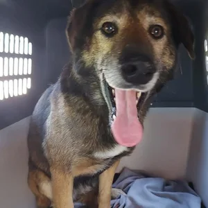 Hündin Leya in einer Transportbox. Das Tier war nach Angaben der Tiersuchhilfe von Köln bis Hamburg gelaufen