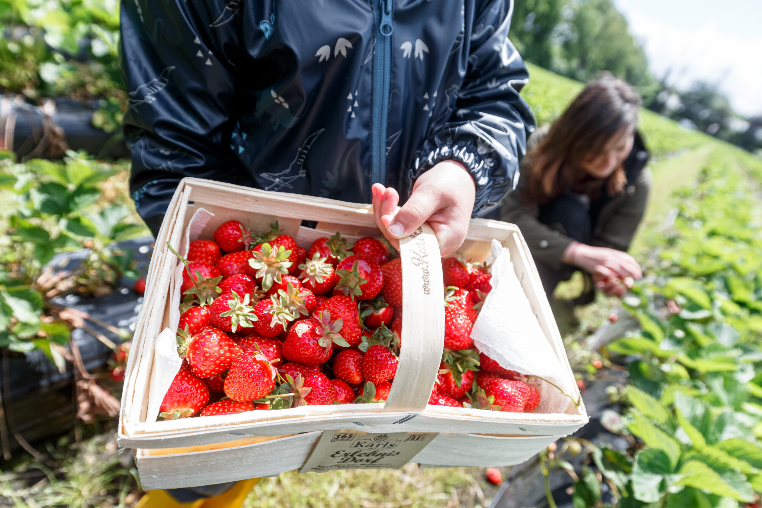 Erste Erdbeerfelder für Selbstpflücker geöffnet