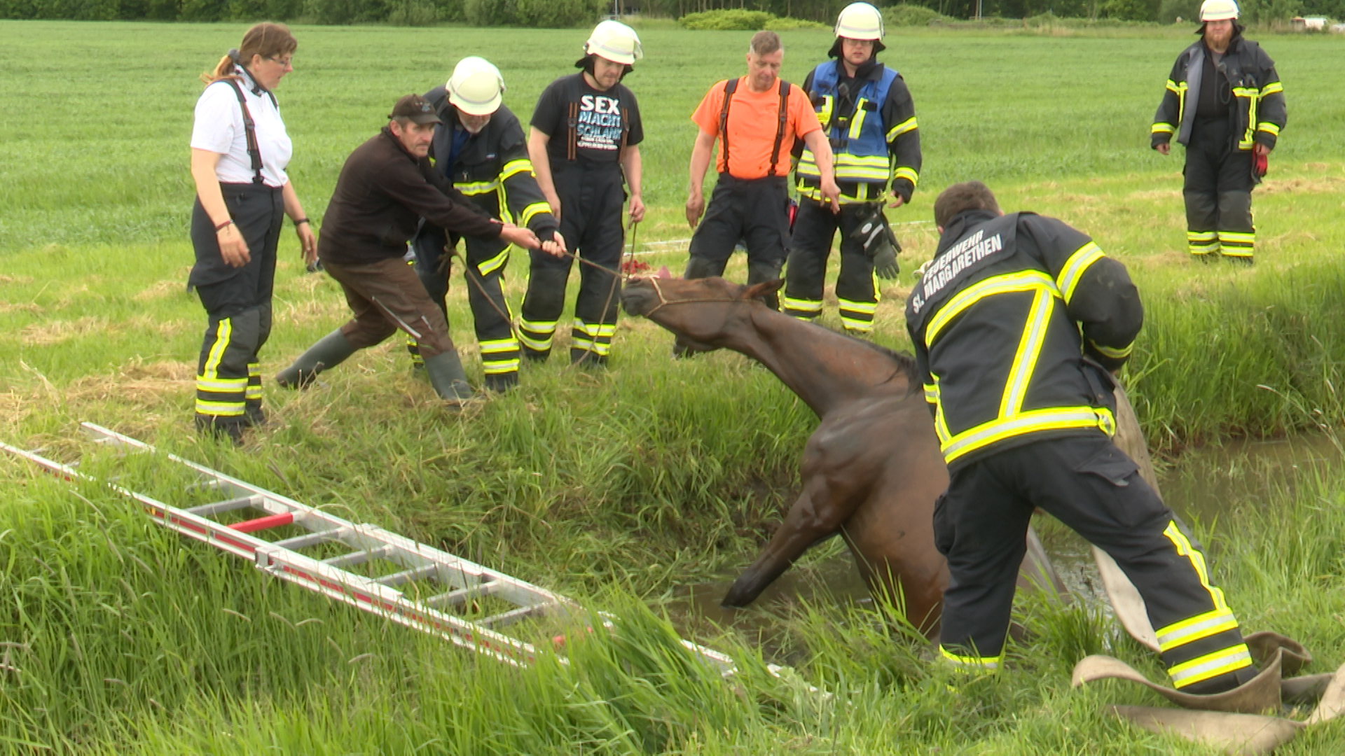 Am Montag rettete die Feuerwehr St. Margarethen ein Pferd aus dem Wassergraben.