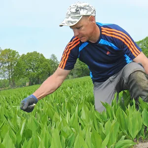 Erntehelfer Michael (22) bei der Maiglöckchen Ernte