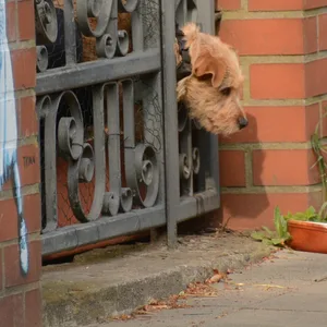 Ein Hund steckt in einem Metalltor fest