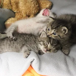 Diese drei erst vier Wochen alten Katzenbabys wurden vor einem Supermarkt in Hamburg-Rahlstedt ausgesetzt.