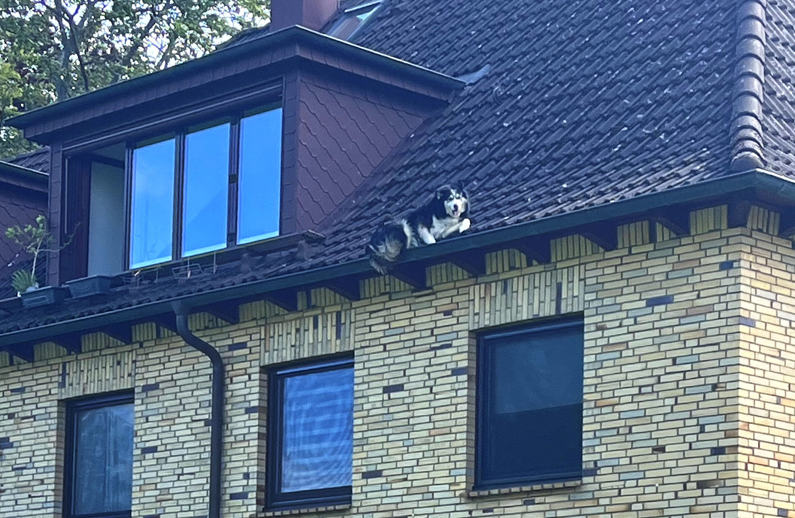 Hund klettert auf Dach und stürzt acht Meter in die Tiefe