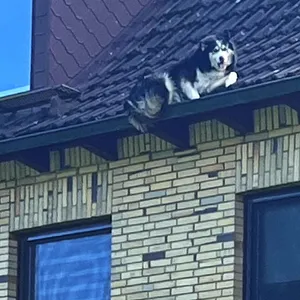 Hund klettert auf Dach und stürzt acht Meter in die Tiefe