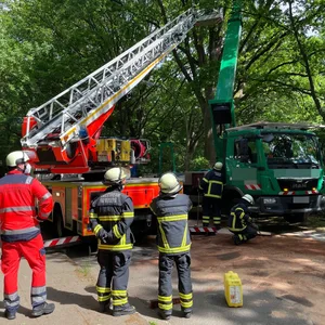 Eine Drehleiter eines Feuerwehrautos ragt in eine Baumkrone