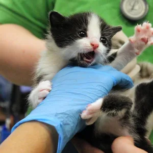 Zwei Mal in einer Woche: Im Mai wurden Katzenbabys beim Müll ausgesetzt.