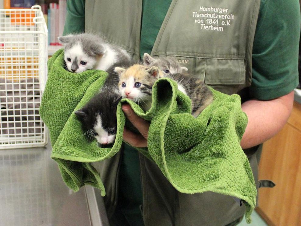 Diese kleinen Katzenbabys hätten vermutlich nicht überlebt, wenn sie nicht gefunden worden wären.