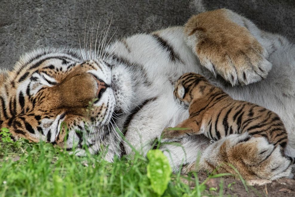 Tiger bei Hagenbeck