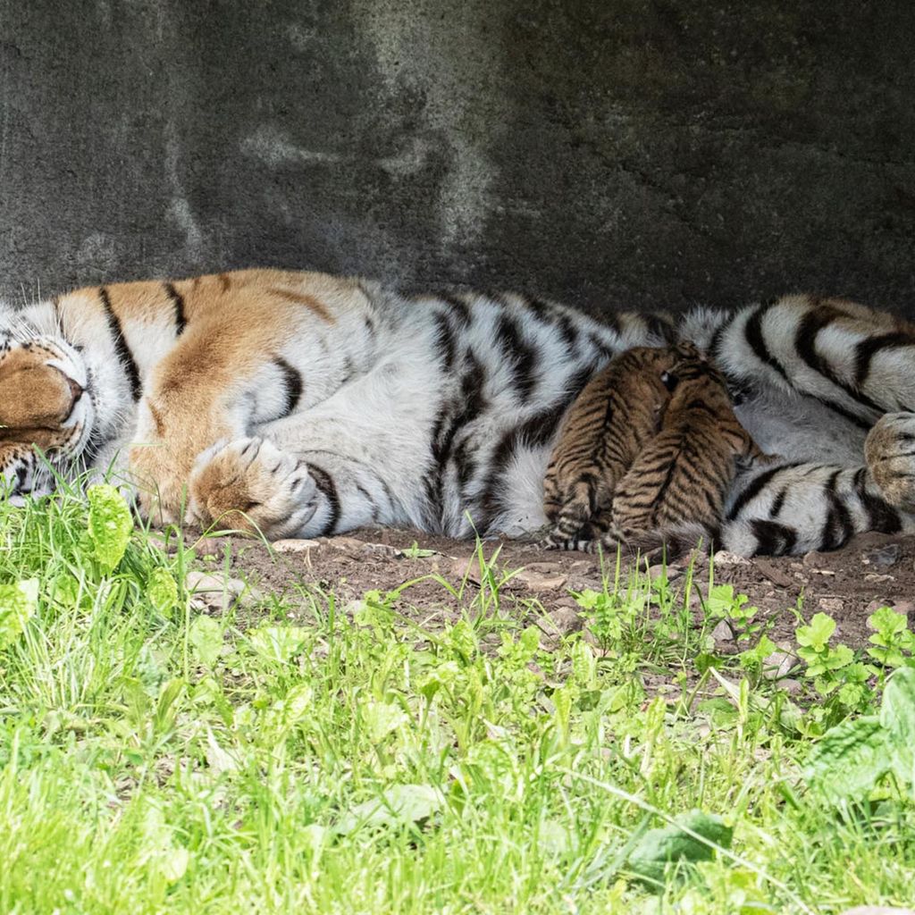 Tiger in Hagenbeck