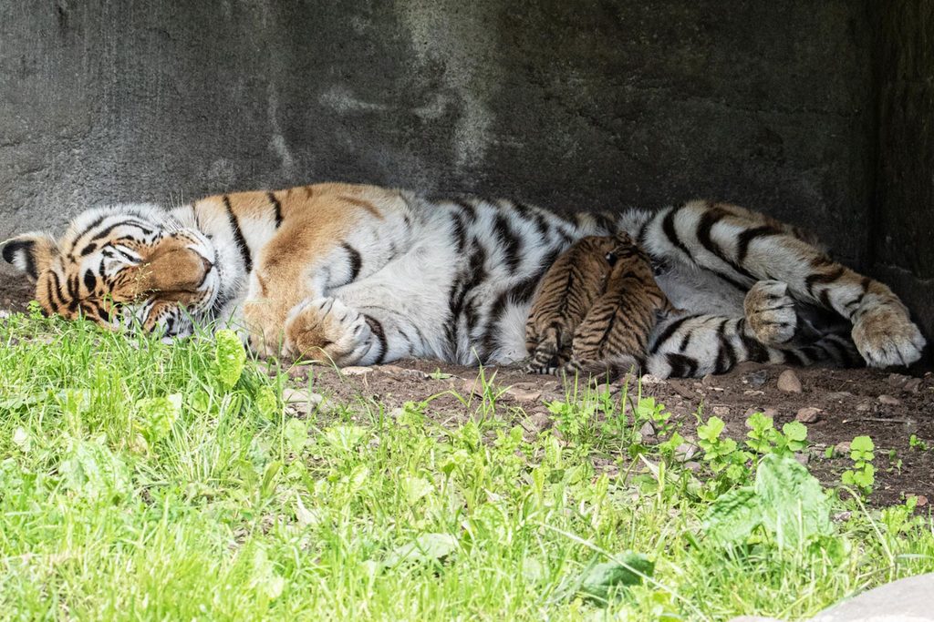 Tiger in Hagenbeck