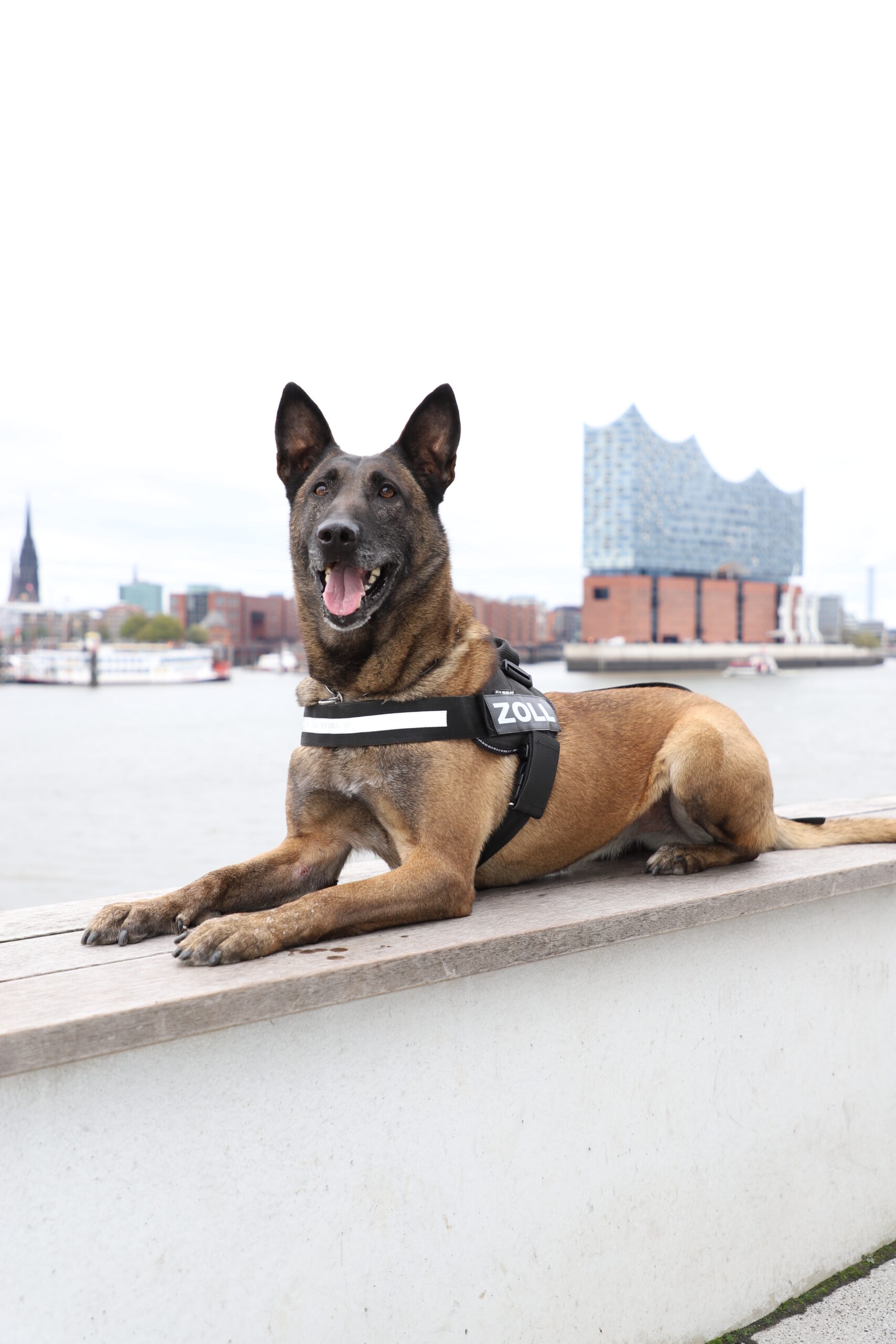 Zollhund im Hafen