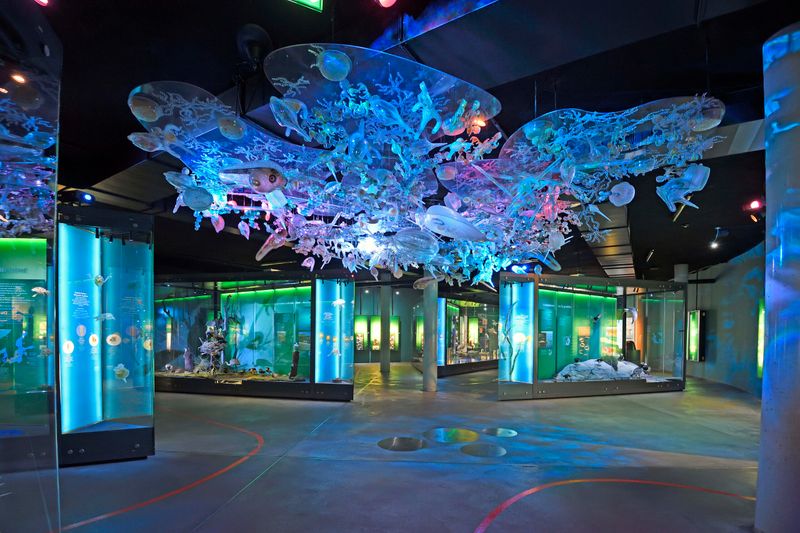 Austellungsraum mit Vitrinen und Tierpräparaten im Ozeaneum Stralsund