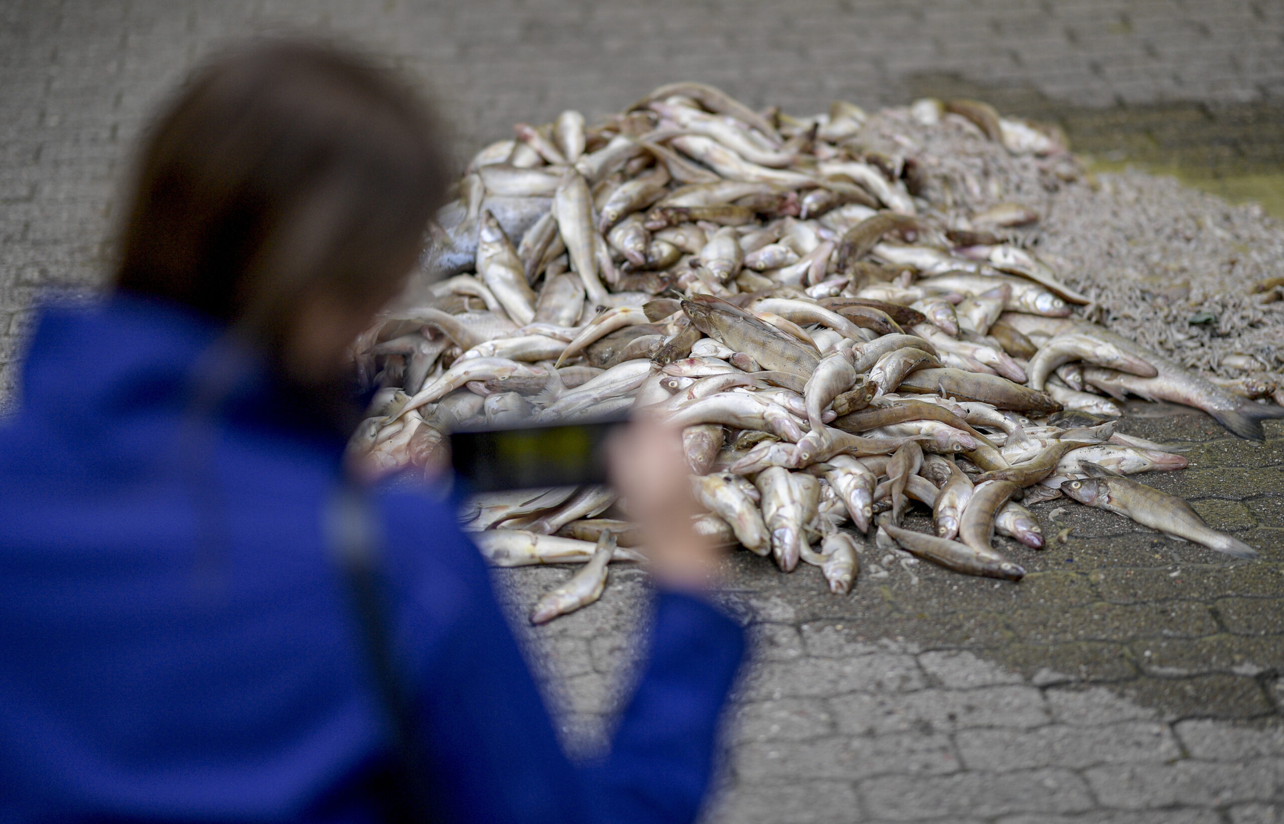 Aktivisten legten 2019 aus Protest Hunderte tote Fische vor der Wirtschaftsbehörde ab.