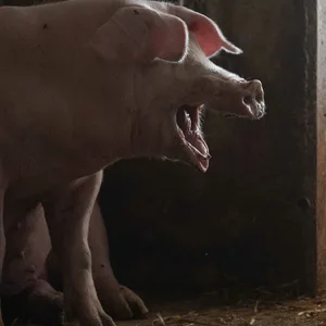 Züchter am Limit: Angesichts der hohen Kosten machen die Schweinemäster derzeit pro Schwein einen Verlust von 70 Euro. Sie denken ans Aufgeben. (Symbolbild)