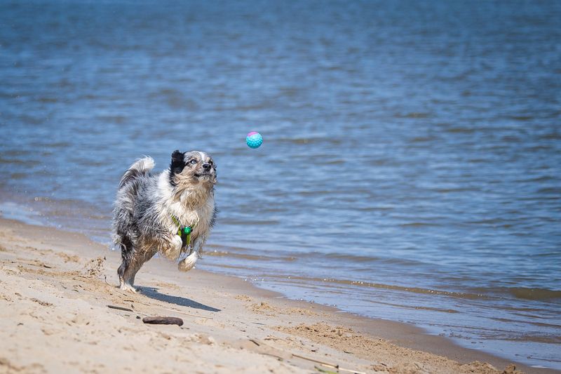 Hund Strand