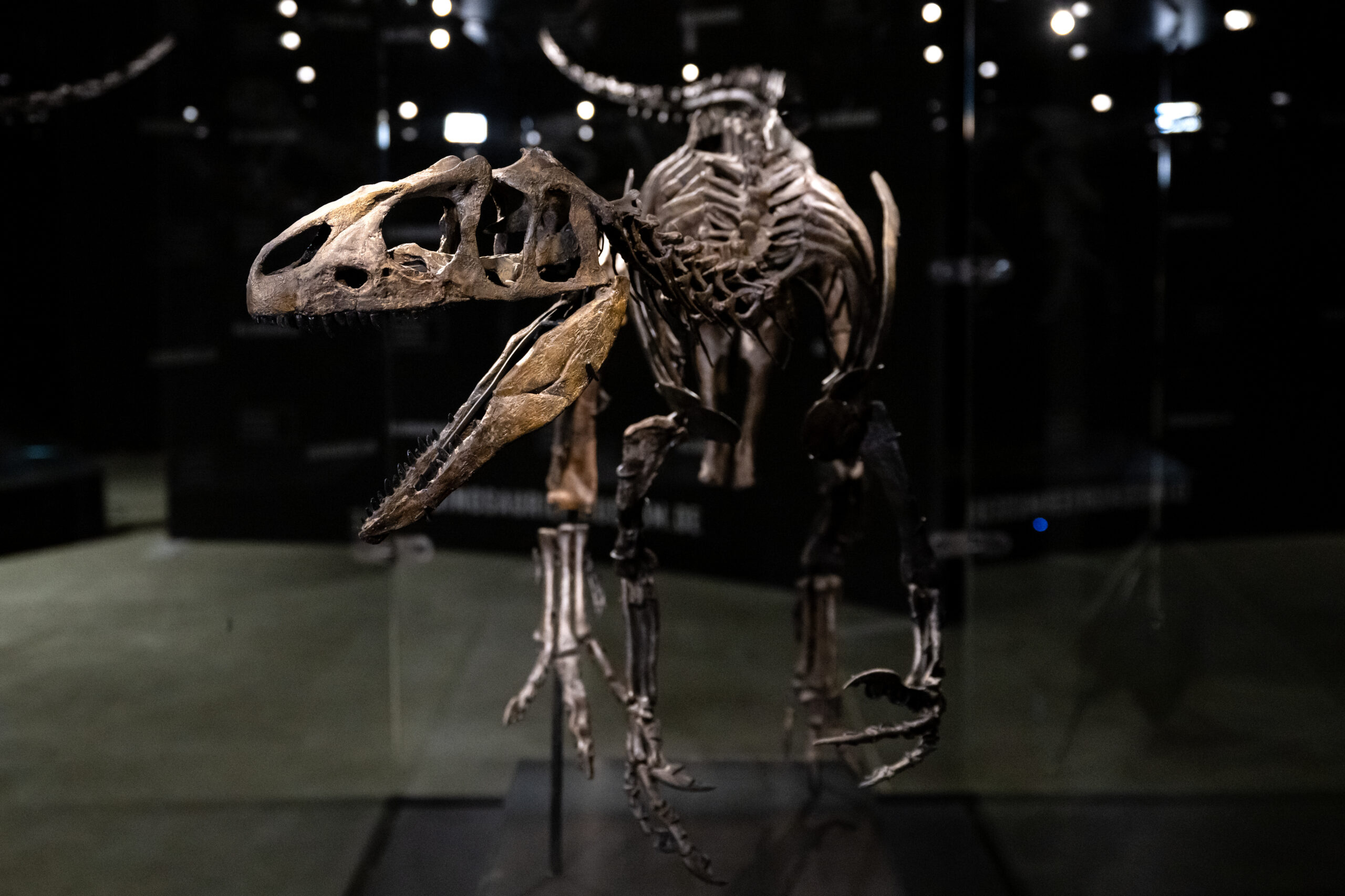 Das Skelett von einem jungen Allosaurier steht im Dinosaurier Museum Altmühltal.