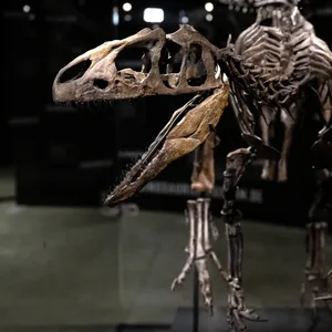 Das Skelett von einem jungen Allosaurier steht im Dinosaurier Museum Altmühltal.