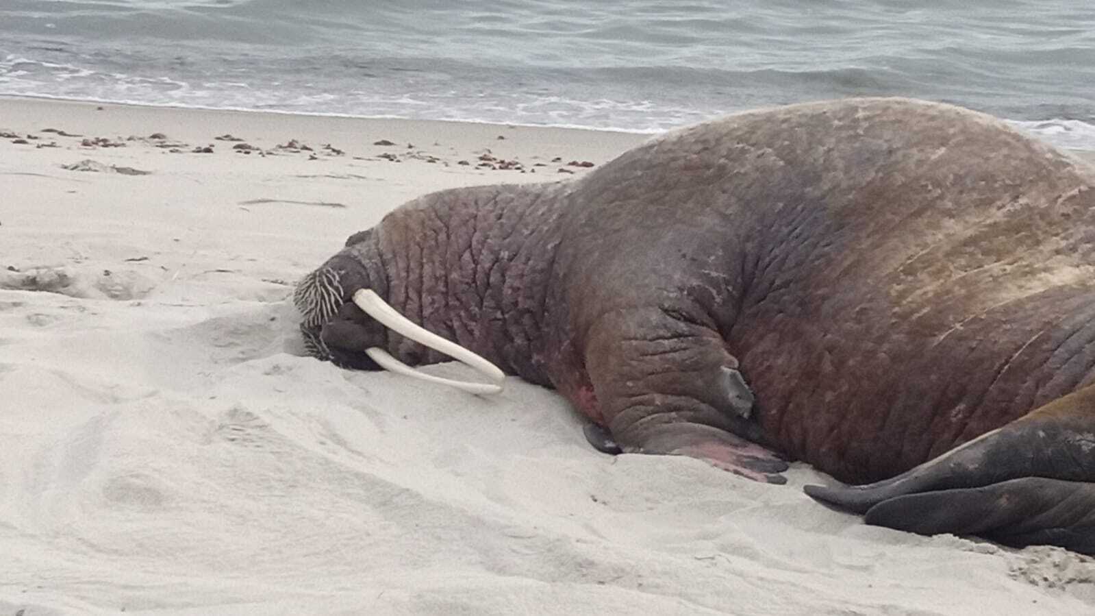 Ein Walross liegt auf einem Strand auf Rügen.