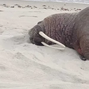 Ein Walross liegt auf einem Strand auf Rügen.
