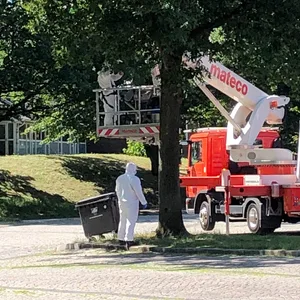 Die Autobahnmeisterei lässt auf dem Rastplatz Stillhorn Ost Nester des Eichenprozessionsspinners von den Bäumen absaugen.